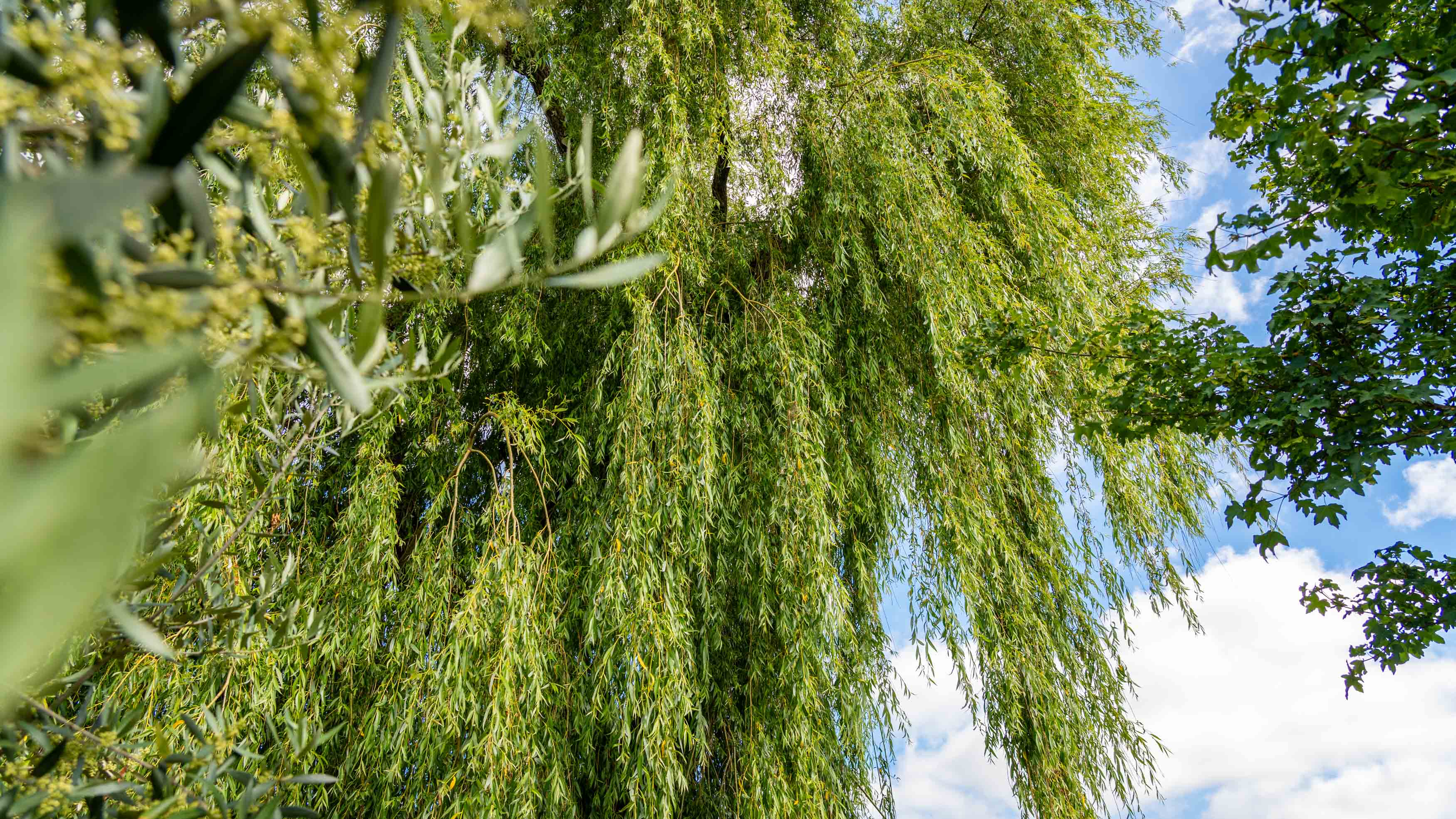 Saule pleureur au feuillage retombant sous un ciel d'été, jardin entretenu par Green Space