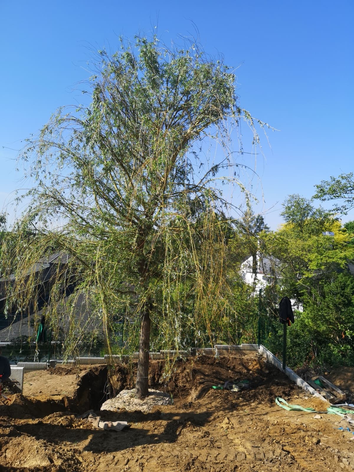 Plantation d'un grand saule pleureur adulte avec sa motte par Green Space